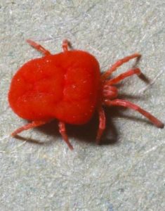 agrandissement de l’araignée rouge-acarien
