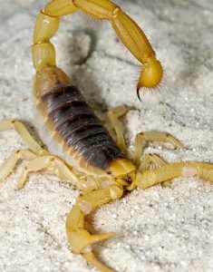 yellow-scorpion